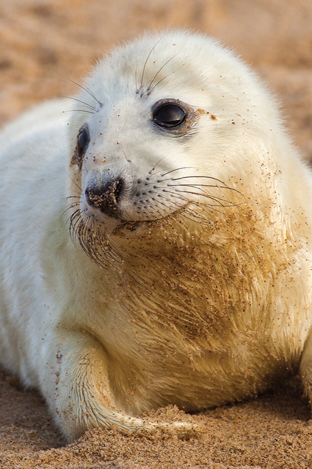 A seal close up