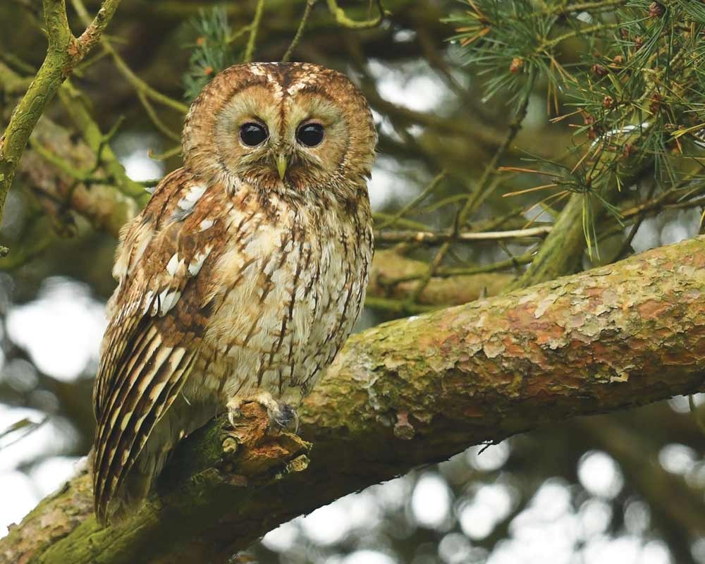 Image of a Tawny Owl at Foxley Woods by Nick Appleton