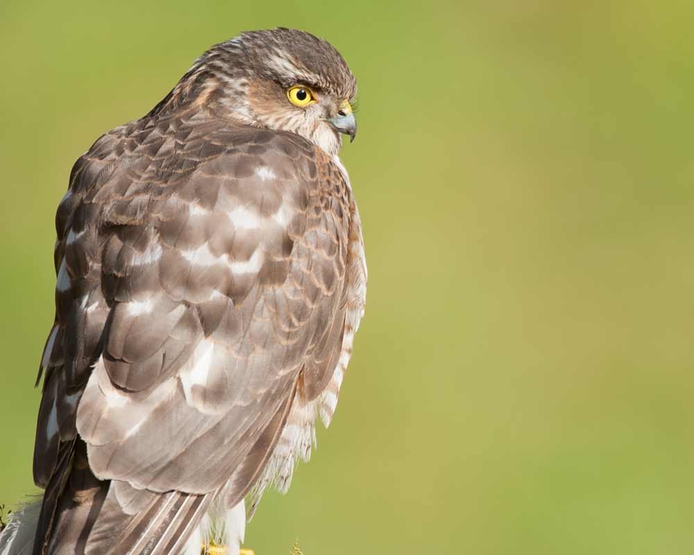 Image of a sparrowhawk at Foxley Woods by Mark Hamblin