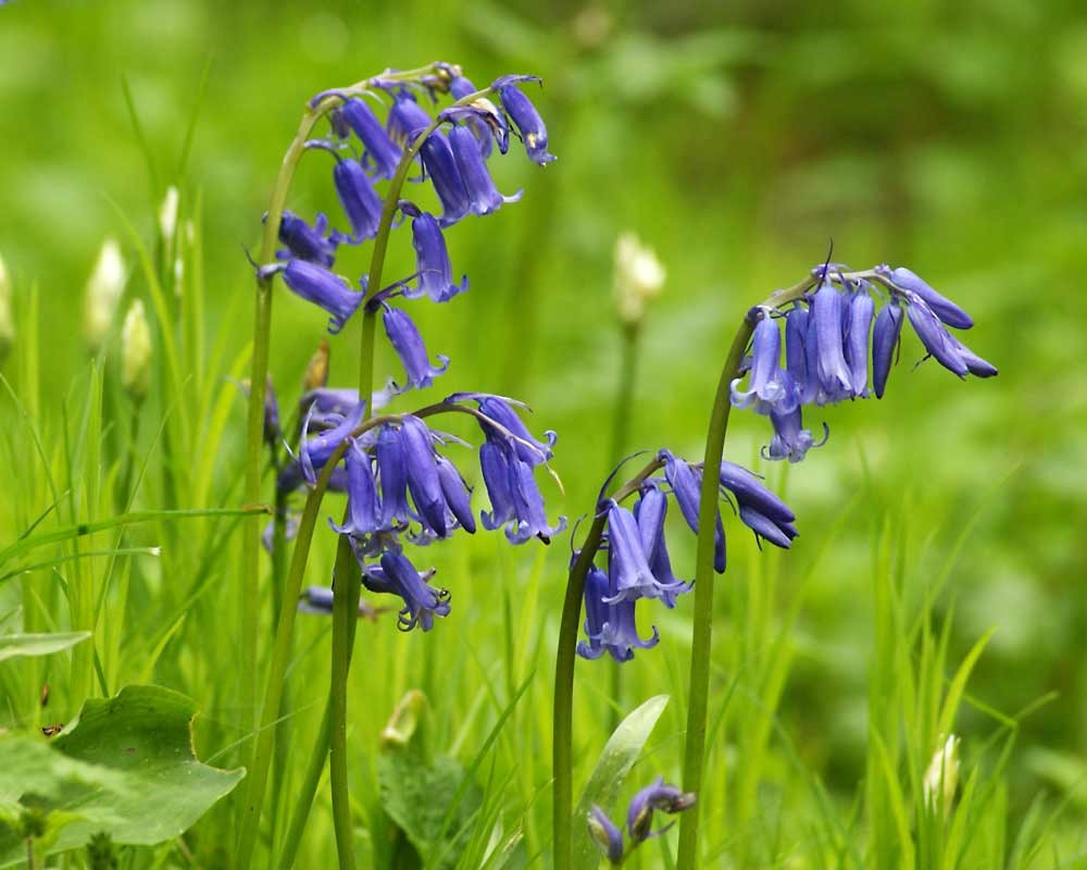 A photograph of bluebells at Foxley Wood by Jessica Riederer