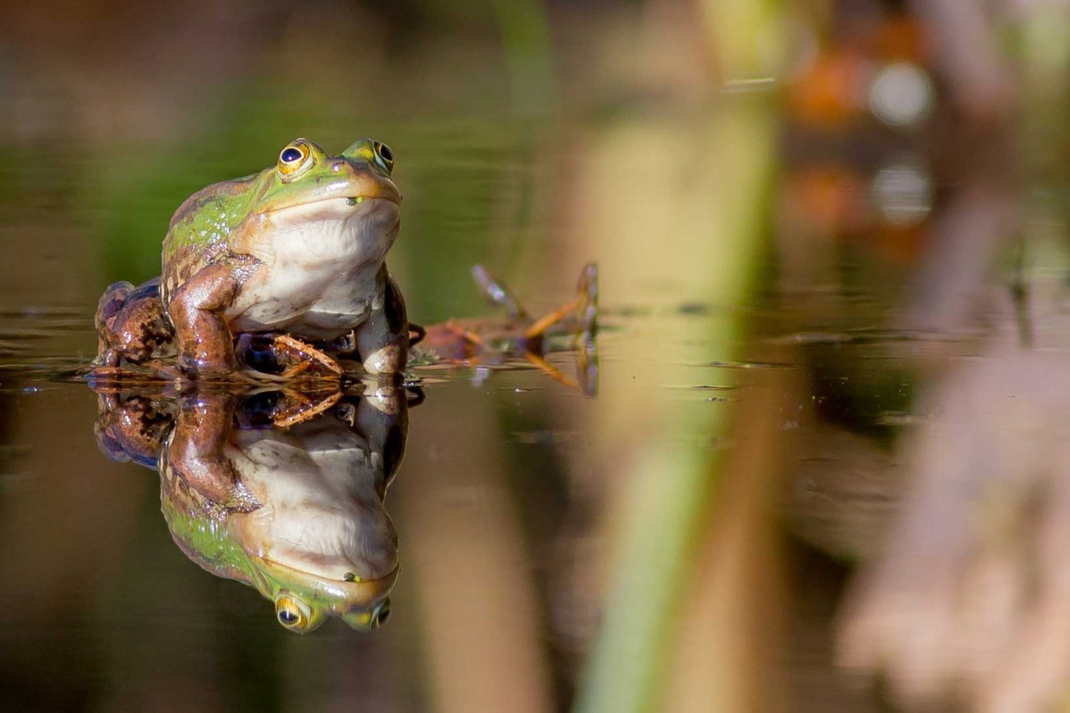 Image of the pond frog Rana Lessonae, which has finally come home to Norfolk