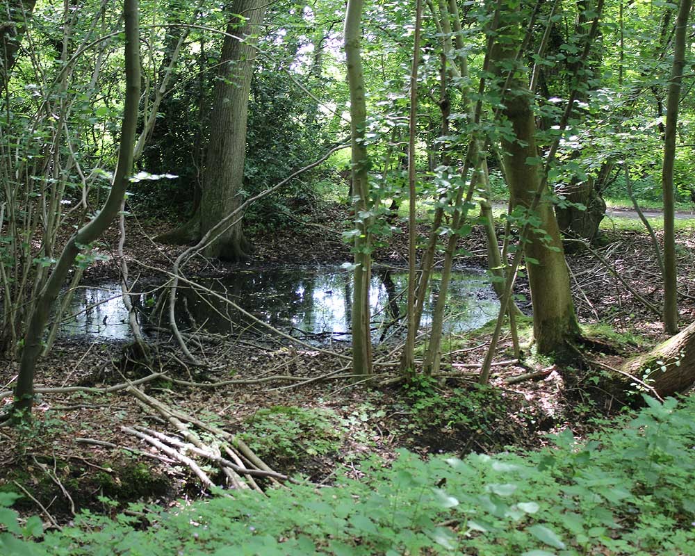 A ‘pingo’ at a secret location in the heart of Norfolk which provides a safe haven for Norfolk's pond frogs