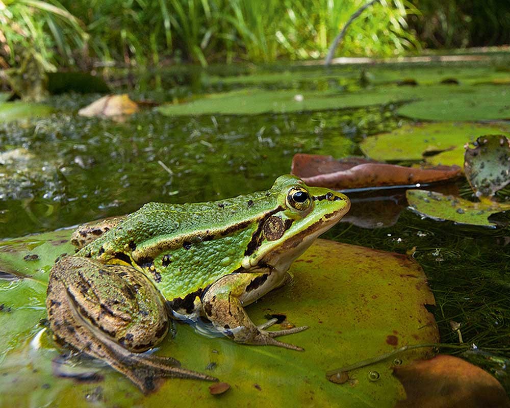 Norfolk's pond frog is actually one of England’s rarest native amphibians