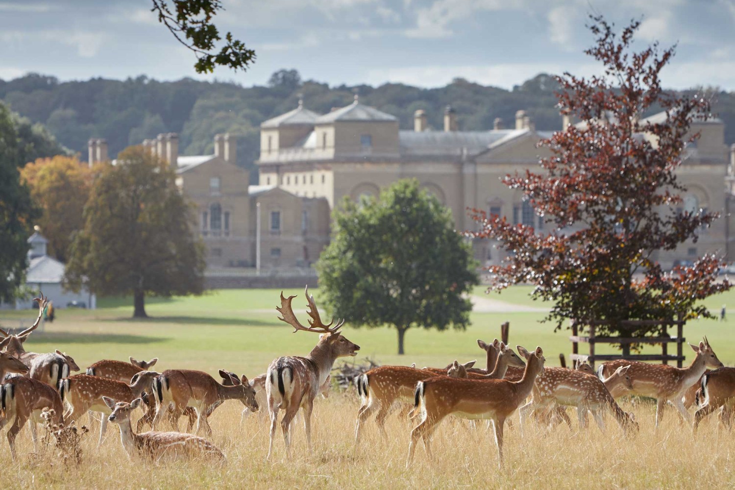 The Holkham estate's fallow deer in front of the magnificent hall itself