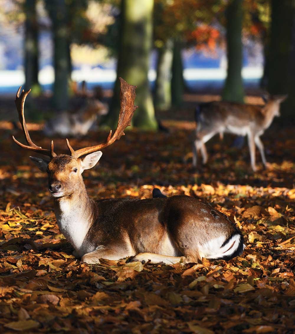 Holkham's deer are beautiful animals but please keep your distance