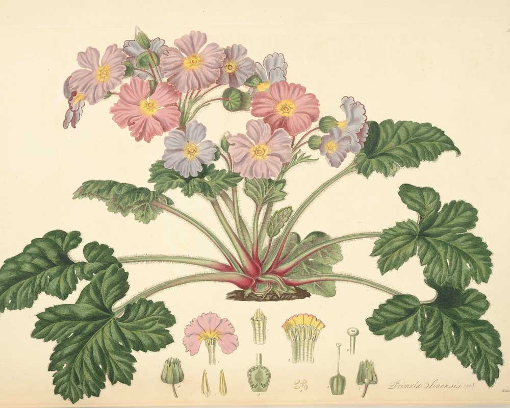 Primula sinensis, John Lindley - Collectanea botanica (1821)