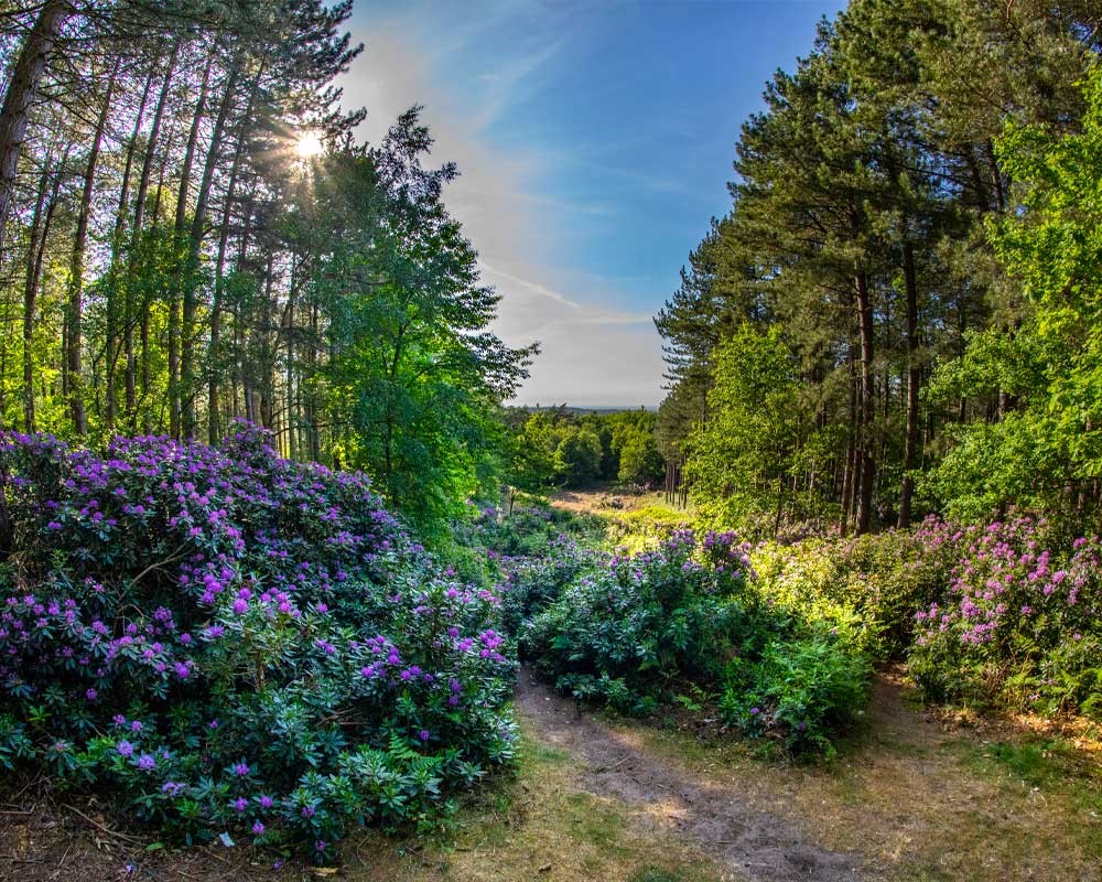 Sandringham Country Park