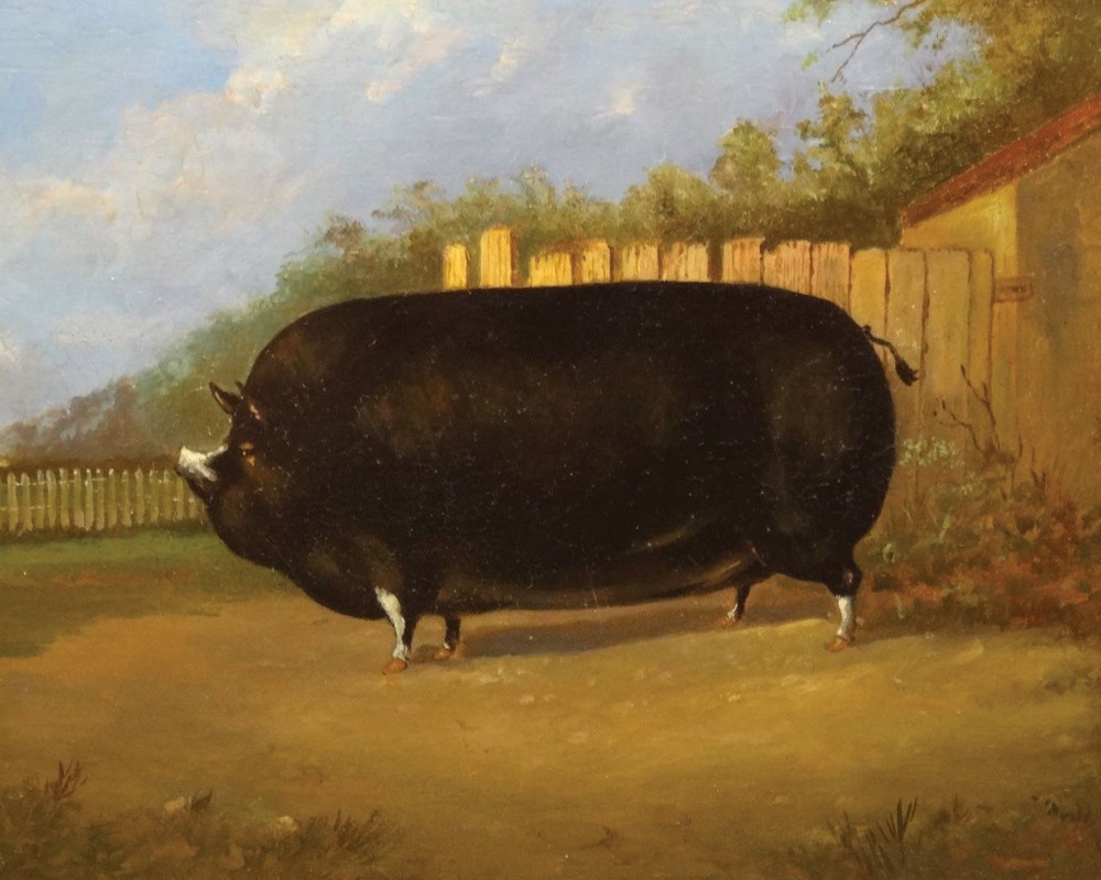 Painting of a massive pig