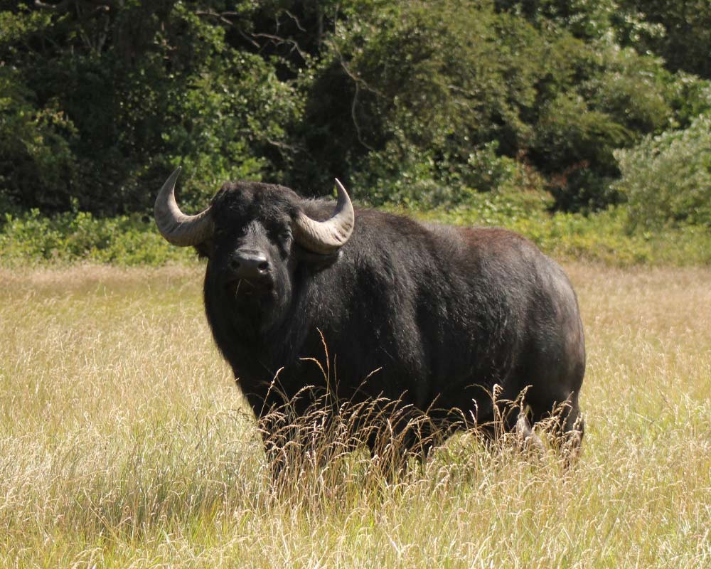 Water Buffalo at Watatunga