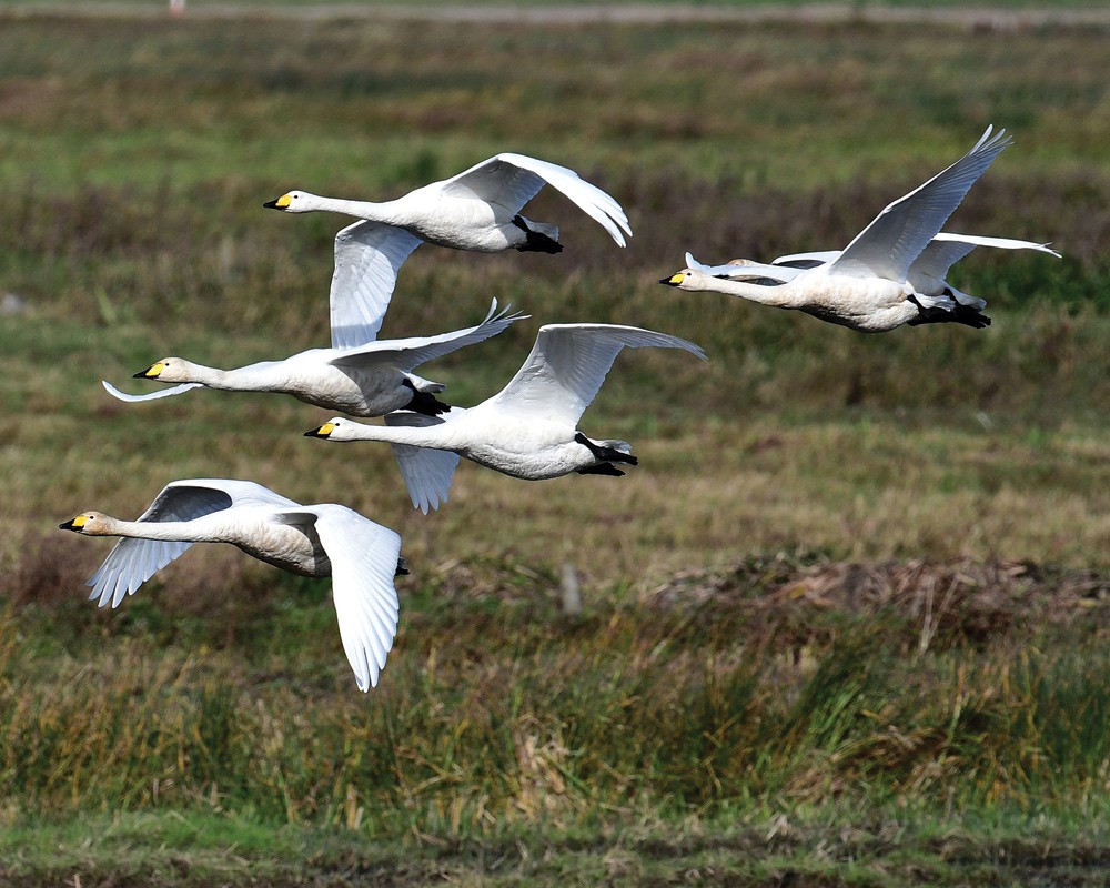 Whooper swans in flight