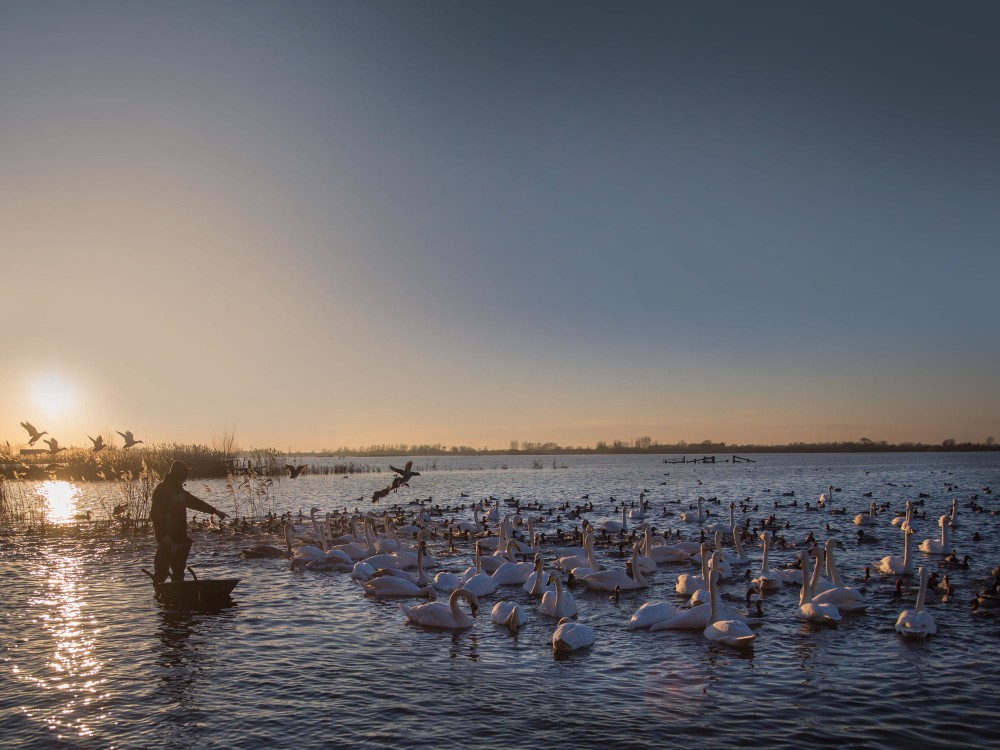 Welney Swan feeding