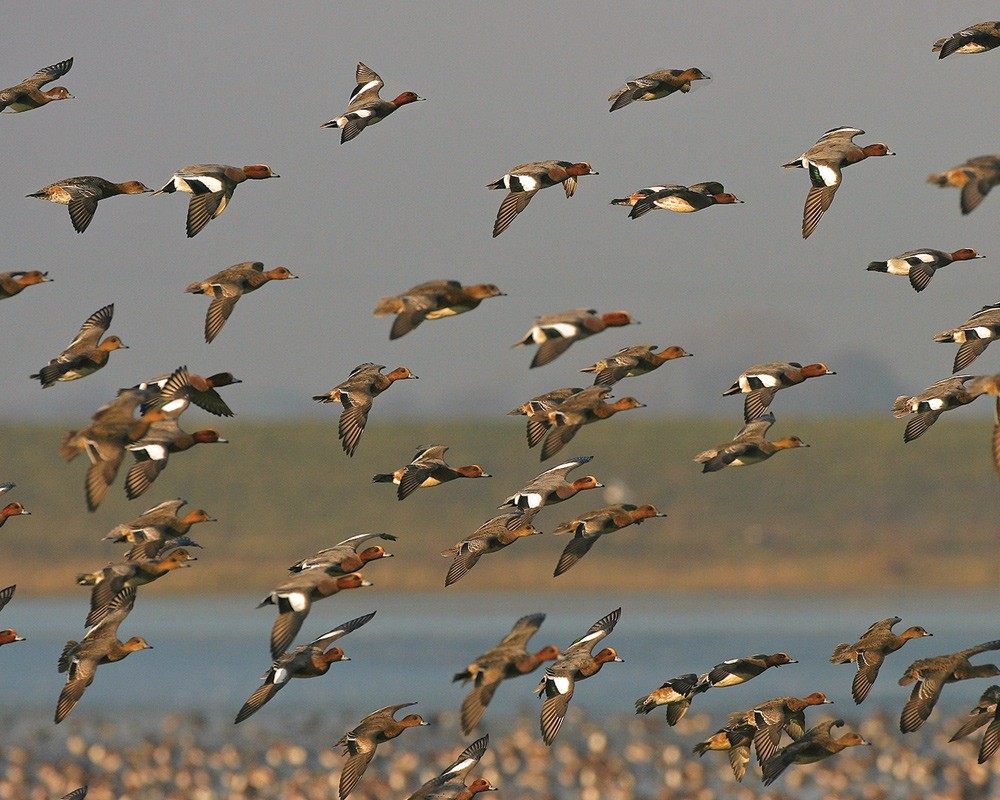 Wigeon Flock